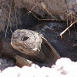 a gopher tortoise peers from its burrow