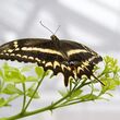Adult Butterfly perching on plant