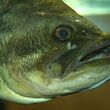 Photo of largemouth bass