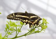 Adult Butterfly perching on plant